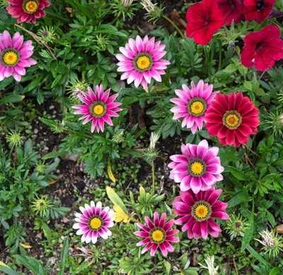 Quentova Gazania Flower-VDI-10R Seed(75 per packet)