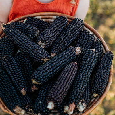 Qualtivate GBPUT-648 Dakota Black Popcorn Corn Seeds Seed(500 per packet)