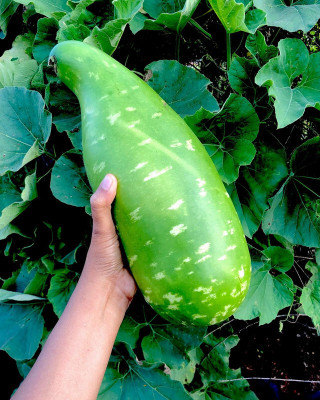 Arshiayat Bangladeshi Hazari Hybrid Long Bottle Gourd Seed(34 per packet)