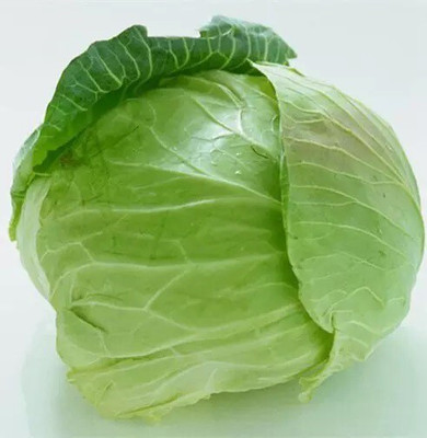 Quentova Chinese round cabbage-4Z-LTK Seed(250 per packet)