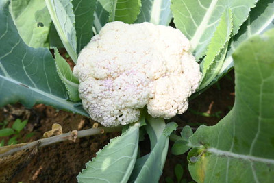 SREE white cauliflower,gobhee seeds Seed(13 per packet)