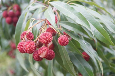 MAA LITCHI,LICHEE,LYCHEE Seed(10 per packet)
