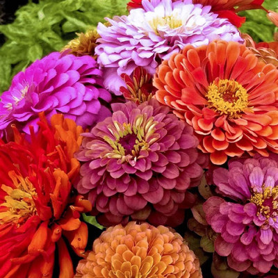 CYBEXIS KGF -71 - Zinnia Beautiful Bright Crisp Colors - (270 Seeds) Seed(270 per packet)