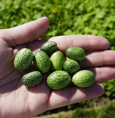 CYBEXIS ATS-16 - Thumb Watermelon for Planting - (1350 Seeds) Seed(1350 per packet)