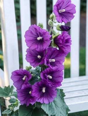 Lorvox Hollyhock Mixed Color Seed(100 per packet)