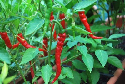 Qualtivate GBPT-3A Carolina Cayenne Hot Chilli Seed(300 per packet)