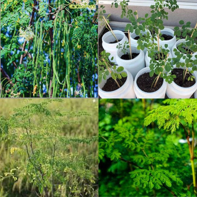 ibains Moringa seeds pkm2 pack of 64 Seed(64 per packet)