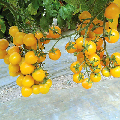 VRAKSHA Tomato Esterina Seed(300 per packet)