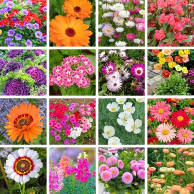 DERA Dera Seeds 16 Variety Flower Seeds Combo Pack With Instruction Manual Seed(16 per packet)