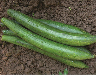 Qualtivate KXL-9AT Sponge Gourd Dark Green Seeds Seed(50 per packet)