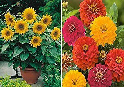 MAA Miniature Flower Seed(115 per packet)
