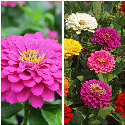 LPR MIX COMBO, FLOWER COMBOO Seed(20 per packet)
