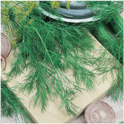 CYBEXIS VVI-72 - Mammoth Long Island Dill - (750 Seeds) Seed(750 per packet)