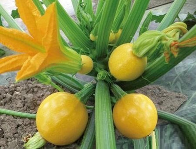 Qualtivate HYB-2A ZUCCHINI YELLOW ROUND SEEDS Seed(30 per packet)