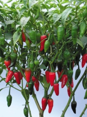 BSARKAR Bullet chilli seed Seed(30 per packet)