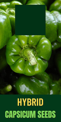 VibeX Capsicum Seed(450 per packet)