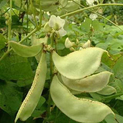 CYBEXIS Haricot Vegetable Lentil Seeds800 Seeds Seed(800 per packet)