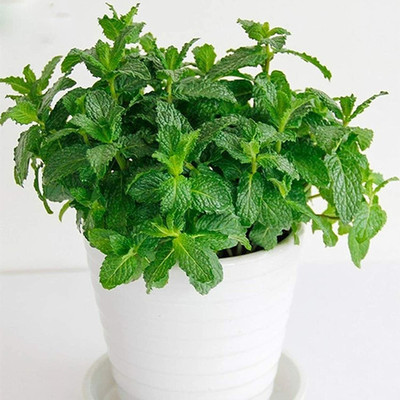 CYBEXIS Mint Seeds Perennial Multi-Functional Fragrance2800 Seeds Seed(2800 per packet)