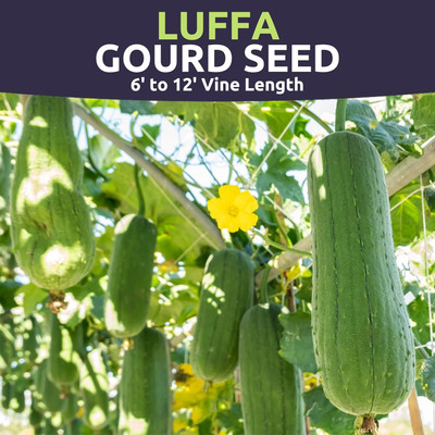 KNESSiN Heirloom Smooth Luffa Sponge Gourd Vegetable Seeds for Gardening (500 Seeds) Seed(500 per packet)