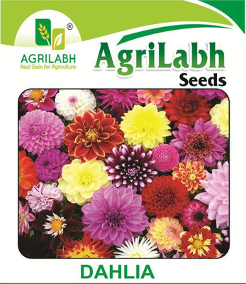 agrilabh FLOWER SEEDS, DAHALIA FLOWER Seed(20 per packet)