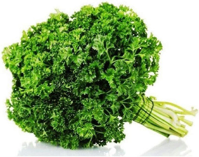 WILLVINE LX-202 Forest Green Parsley Seeds Seed(500 per packet)