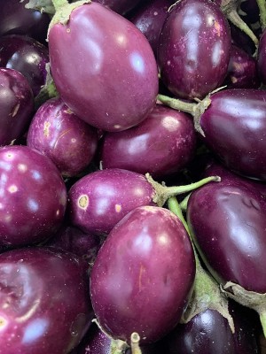 UGRA Indian Eggplant/brinjal Seed(3000 per packet)