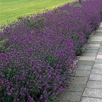 CYBEXIS LXI-5 - Lavender Munstead Plant - (250 Seeds) Seed(250 per packet)