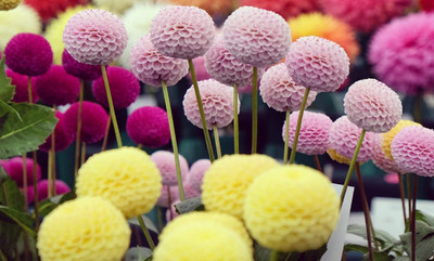 VibeX PAU-45 - Mixed Color Pom Pom Dahlia - (540 Seeds) Seed(540 per packet)