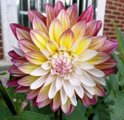 WILLVINE XL-383 Rare Beautiful Dahlia Pompon Flower Seeds Seed(50 per packet)