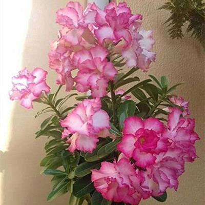 Qualtivate ATS-3 Adenium Obesum Desert Rose Seed(30 per packet)