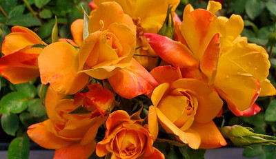 CYBEXIS LXI-56 - Climbing Rose - (100 Seeds) Seed(100 per packet)