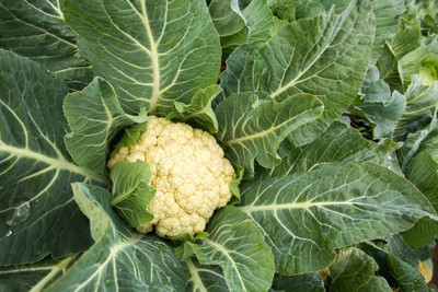 SHUBH SIDDHI white cauliflower,gobhee seeds Seed(13 per packet)