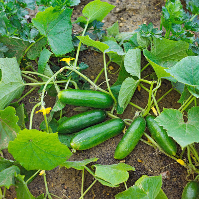 Arshiayat Cucumber Seed(450 per packet)