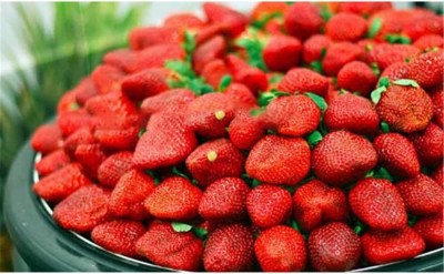 Biosnyg Giant Red Strawberry Seeds for Planting,Rare Non-GMO Fruit 25 Seeds Seed(25 per packet)