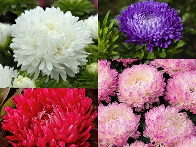 NooElec Seeds India 50+ SEEDS-All Seasons Aster PEONY Mix Flower Seeds.Exotic Flower Seed(50 per packet)