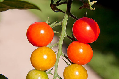 Deshi Nushke tomato Seed(70 per packet)