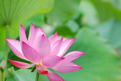 Farmers Choice lotus,kamal gatta Seed(10 per packet)