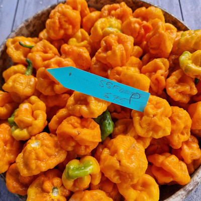 Biosnyg High Yield Foodarama Yellow Chilli Seeds for Home Gardening-(2000 Seeds) Seed(2000 per packet)
