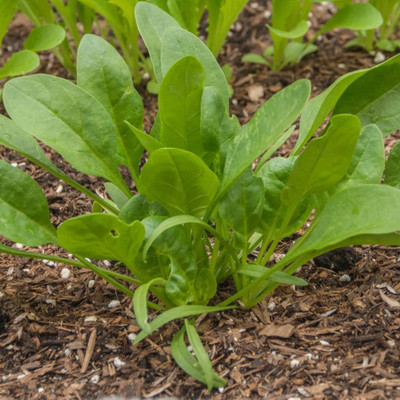 CYBEXIS PAU-62 - Spinach (Viroflay) - (250 Seeds) Seed(250 per packet)