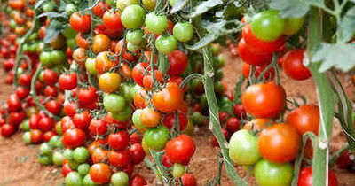 XOLDAA kashmiri hybrid tomato seeds Seed(70 per packet)