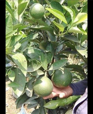 Aywal Mausambi Sweet Lemon Fruit - Citrus Limetta Seed(28 per packet)