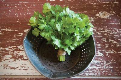 Quentova Cruiser Cilantro/Coriander Seed(200 per packet)