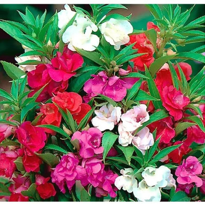 AMAJIT BALSAM SEEDS,BALSAM PLANT SEEDS,FLOWER SEEDS,DOPATI Seed(83 per packet)