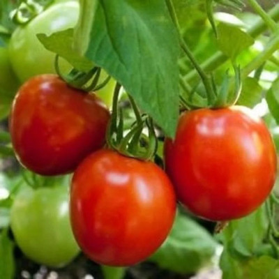 Quentova Tomato Seeds Seed(1000 per packet)