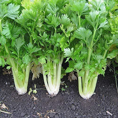 CYBEXIS Hybrid Celery, Golden Self Blanching Seeds700 Seeds Seed(700 per packet)