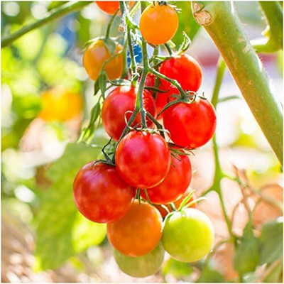 Qualtivate HYB-1A Large Red Cherry Tomato Seed(300 per packet)