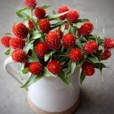 Lorvox Gomphrena Globosa Choice Mix Flowe Seed(33 per packet)