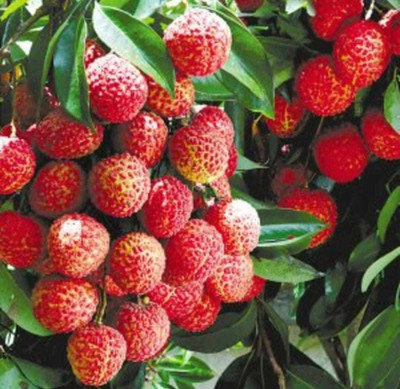Oliver litchi,lichi.lichyee Seed(9 per packet)