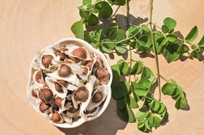 CYBEXIS XLR-74 - Moringa |High Yield - (1350 Seeds) Seed(1350 per packet)