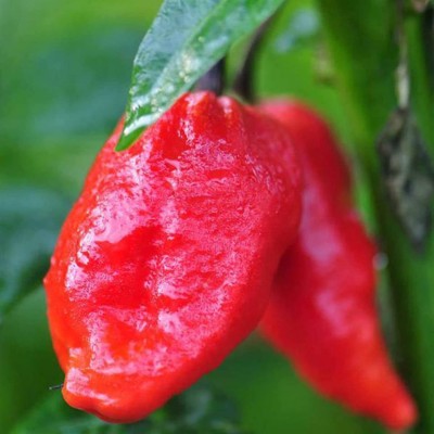 CYBEXIS F1 Chili Scorpion Hot Pepper Seeds1200 Seeds Seed(1200 per packet)
